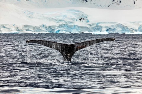 The fin of a whale protrudes from the cold Antarctic water, The fluke of a diving humpback whale in