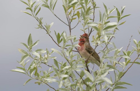 Common Rosefinch (Carpodacus erythrinus) male, Mecklenburg-Western Pomerania, Germany