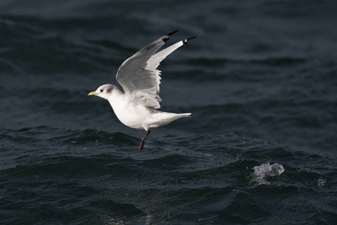 Black-legged Kittiwake (Rissa tridactyla tridactyla) flying, North Sea, Germany