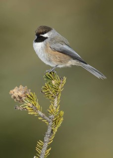 Boreal Chickadee (Poecile hudsonicus), Alaska, USA