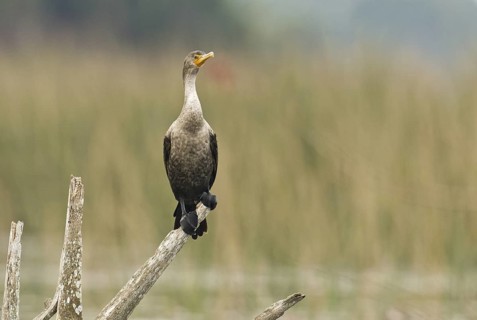 Double-crested Cormorant (Phalacrocorax auritus), Florida, USA