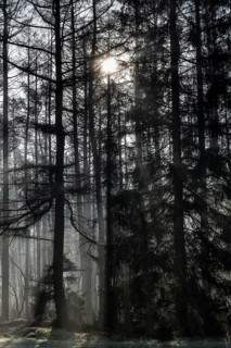 Fog in the coniferous forest, Emsland, Lower Saxony, Germany
