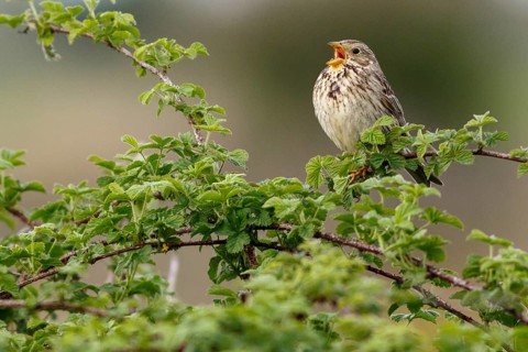 Corn Bunting (Emberiza calandra), perched on a branch, Galicia, Spain