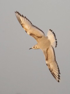 Bonaparte's Gull (Chroicocephalus philadelphia) juvenile flying, California, USA