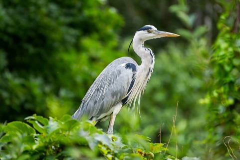 Grey heron (Ardea cinerea) standing in the bushes, Bavaria, Germany
