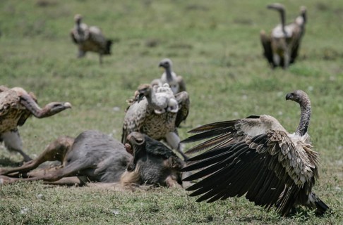 White-backed vulture (Gyps africanus) adult bird standing with outstretched wings together with