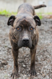 A brindle-coated dog stands on gravel, fixating its attentive gaze forward. The earthy tones of its