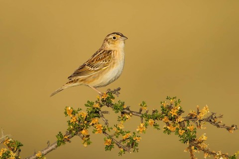 Grasshopper Sparrow Ammodramus savannarum Sonoita, Cochise County, Arizona, Unites States 17 May
