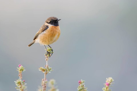 Schwarzkehlchen, Saxicola rubicola European stonechat, Saxicola rubicola