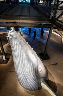 Plante Ozean exhibition in the Gasometer in Oberhausen, the world's oceans in their fragile beauty