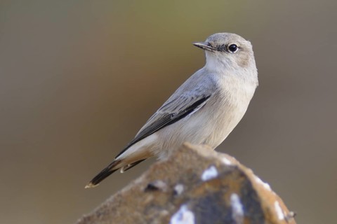 Kurdish Wheatear (Oenanthe xanthoprymna), India