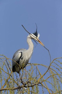 Grey heron, heron, (Ardea cinerea), animals, birds, heron, nesting material in beak, nest building,