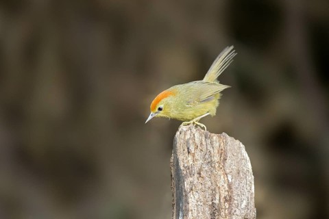 Rufous-capped Babbler (Stachyridopsis ruficeps), Yunnan, China