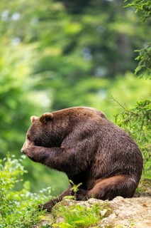 Eurasian brown bear (Ursus arctos arctos) sitting on a rock, Bavarian Forest, Bavaria, Germany