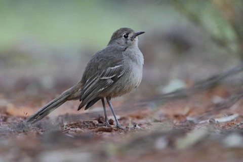 Southern Scrub Robin (Drymodes brunneopygia), Queensland, Australia
