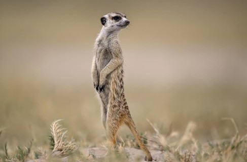 Meerkats or suricates (Suricata suricatta), Makgadikgadi Salt Pans, Makgadikgadi Pans National