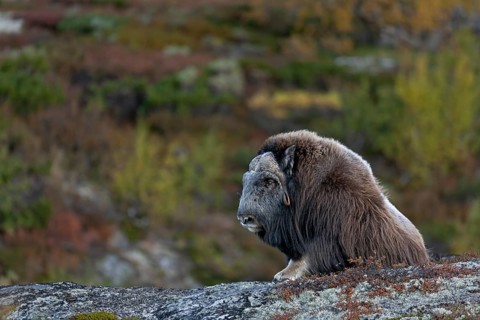 After a long period of rest, the musk ox bull (Ovibos moschatus) rises, autumn, Ruska, autumn