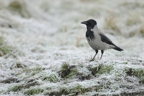 Hooded Crow (Corvus cornix), Lower Saxony, Germany