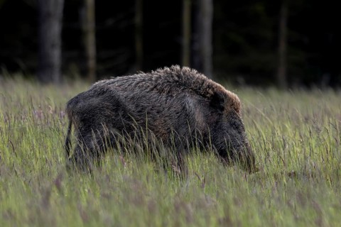 The wild boar boar (Sus scrofa) has taken notice of me and immediately raises its back hair,