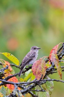 Spotted Flycatcher (Muscicapa striata) juvenile perched on a branch, Baden-Wuerttemberg, Germany