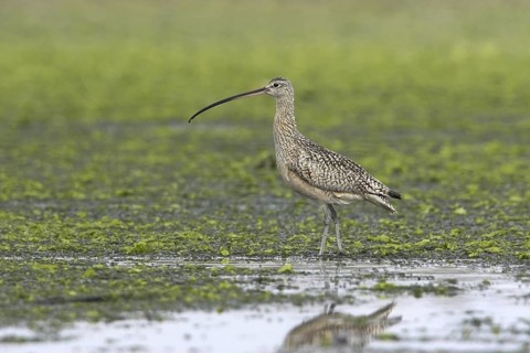 Long-billed Curlew (Numenius americanus), British Columbia, Canada