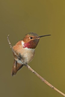 Allen's Hummingbird (Selasphorus sasin), California, USA