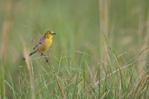 Citrine Wagtail (Motacilla citreola) female, Dornod Province, Mongolia