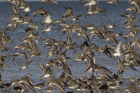 Red Knot (Calidris canutus) flock, Banc d'Arguin National Park, Mauritania