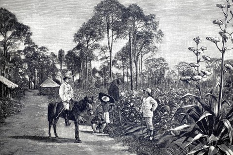 German tobacco planting in Sumatra, 1890, tobacco fields during harvest, illustration, reproduction