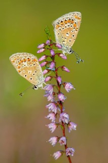 Blue butterfly (Polyommatus icarus), Goldenstedt moor, Goldenstedt, Lower Saxony, Germany