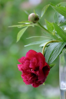 Red peony in a vase, North Rhine-Westphalia, Germany