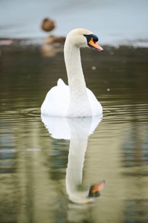 Mute swan (Cygnus olor) swimming in a lake, Bavaria, Germany Europe
