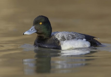 Lesser Scaup (Aythya affinis) male, Ohio, USA