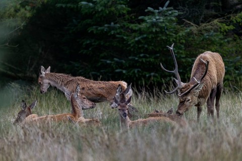 The red deer (Cervus elaphus) uses the pheromones emitted by the females to test their readiness to