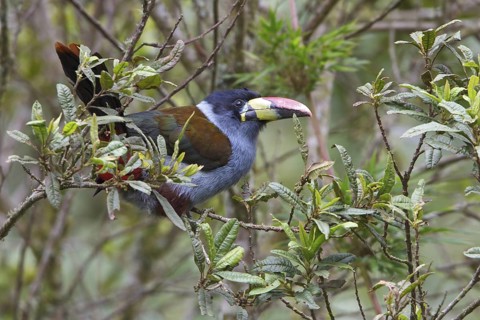 Gray-breasted Mountain-Toucan (Andigena hypoglauca) perched on a branch in Ecuador, South America