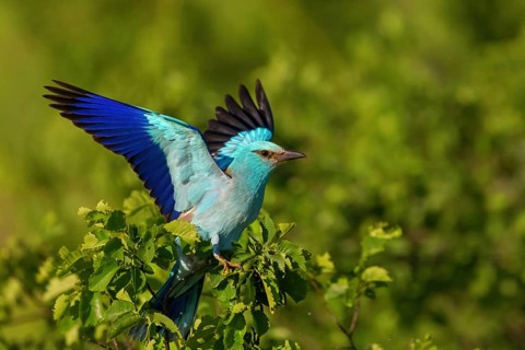 European roller (Coracias garrulus), on perch, Tower Hide, Tiszaalpár, Kiskunsági National Park,