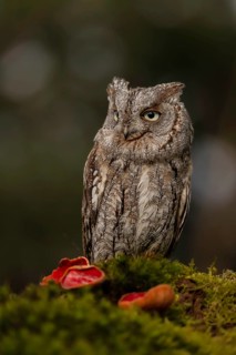 Eurasian Scops Owl (Otus scops) captive, Bavaria, Germany