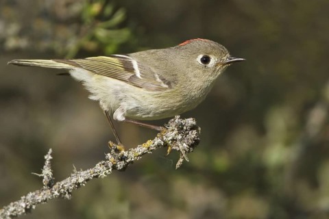 Ruby-crowned Kinglet (Regulus calendula), Manitoba, Canada