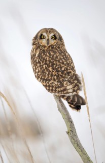 Short-eared Owl (Asio flammeus), Alaska, USA