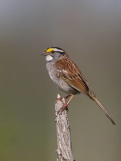 White-throated Sparrow (Zonotrichia albicollis), Michigan, USA