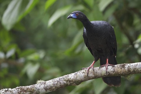 Black Guan (Chamaepetes unicolor) perched on a branch in Costa Rica, Central America