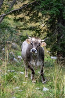 Grey cattle, cow in a meadow, Carinthia, Austria