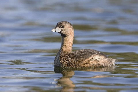 Pied-billed Grebe Podilymbus podiceps Tucson, Pima County, ARIZONA, United States March Adult