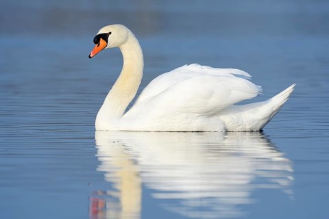 Mute swan (Cygnus olor), North Rhine-Westphalia, Germany