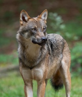 Wolf (Canis lupus) stands in a clearing in the forest and looks attentively, Germany