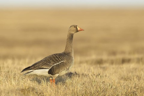 Greater White-fronted Goose (Anser albifrons), Alaska, USA