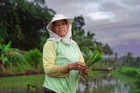 A farmer in traditional attire holds young rice plants in a lush Indonesian field. The background