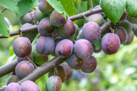 Plum (Prunus domestica 'Anna Späth'),  Germany