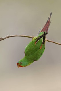 Swift Parrot (Lathamus discolor), Australian Capital Territory, Australia
