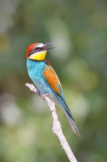 European bee-eater (Merops apiaster) sitting on a branch, Lake Neusiedl, Burgenland, Austria